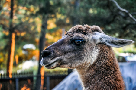 exotic black lama head shot portrait closeupの写真素材