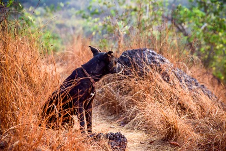 rear view of dog sitting on the grassの写真素材
