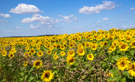 Field of sunflowers with sky with cloudsの写真素材