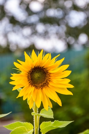 Field of blooming sunflowers on a background blue skyの写真素材