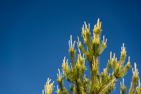 Branch of spruce with new shoots against the blue skyの写真素材