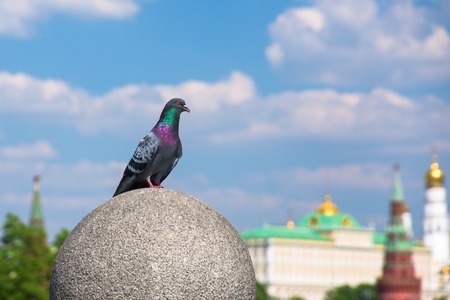 city dove on the with urban blur backgroundの写真素材