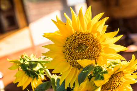 Close-up beautiful yellow sunflower in sun raysの写真素材