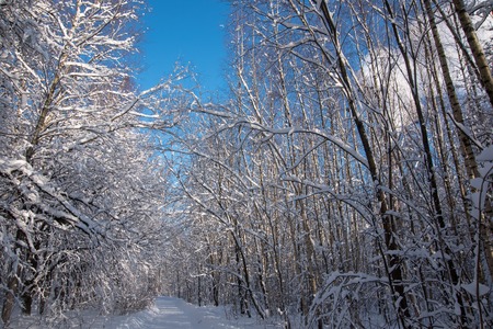 Winter sunny snow forest path landscape sceneの写真素材