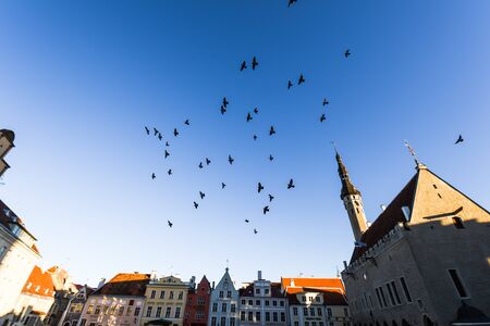 Tallinn, Estonia, November 4, 2018 Birds on Raekoja plats in old townのeditorial素材