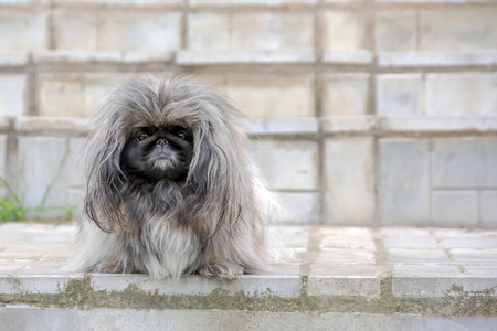 Sweet scared and sad pekingese dog sitting in frontの写真素材