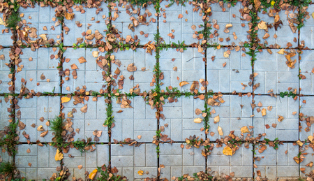 Ground sidewalk tiles with fallen autumn leavesの写真素材