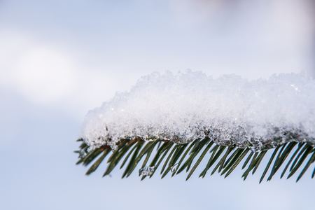 Snow covered spruce branch in sun lightの写真素材