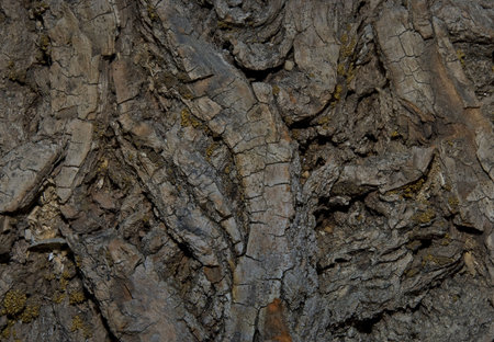 old tree background