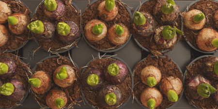 Flower bulbs in pots ready for planting in the flowerbed on isolated. Top view