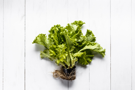 Lettuce with root and soil on white rustic background.の写真素材