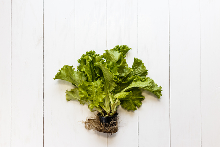 Lettuce with root and soil on white rustic background.の写真素材