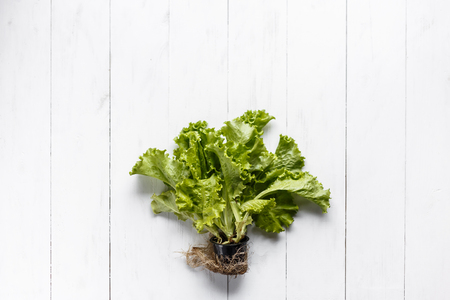Fresh lettuce with root and soil on white rustic backgroundの写真素材