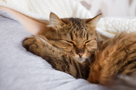 Cat sleeping in a human armの写真素材