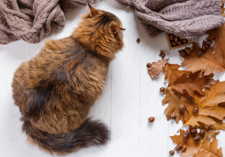 young cat after eating food from a plateの写真素材