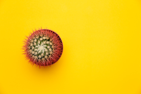 Pink cactus top view. Concept on Yellow background.の写真素材