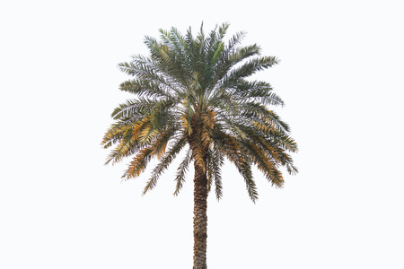Coconut tree isolated on white backgroundの写真素材