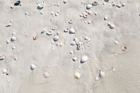 Sand background with shells. Beach texture. Top view