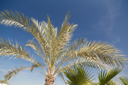 Palm trees in the blue sunny sky.の写真素材