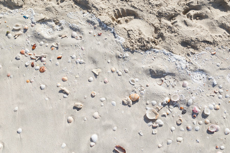 Sea shells on sand.の写真素材
