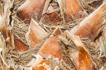 Upper trunk detail of palm tree background texture pattern.の写真素材