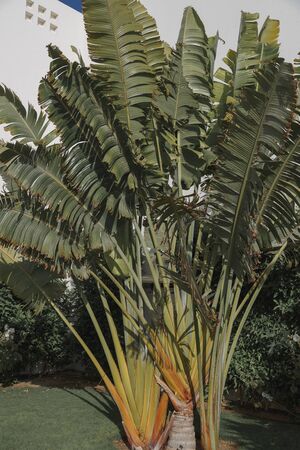 tropical leaves banana palm treeの写真素材