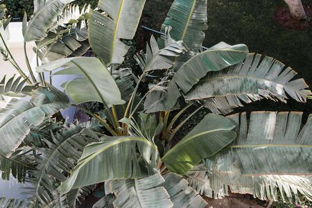 tropical leaves texture, large palm foliage nature green backgroundの写真素材