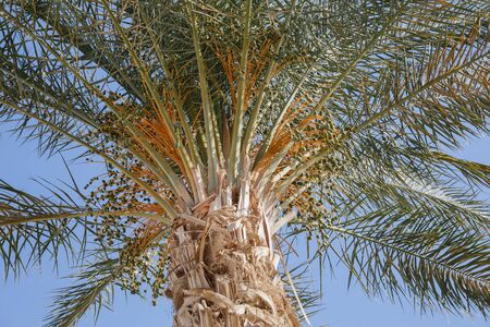 Date Palm with Unripe Clusters of Fruits.の写真素材
