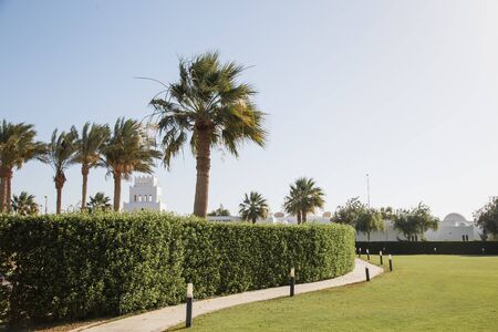 Green yard with palms in Egypt.の写真素材