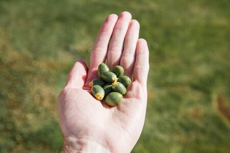 a handful of immature dates in the male palmの写真素材