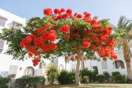 delonix regia tree blooming red flowers. Egyptの写真素材