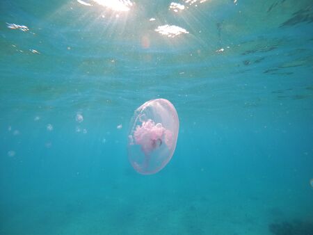 red sea jellyfish close up and other inhabitants.の写真素材
