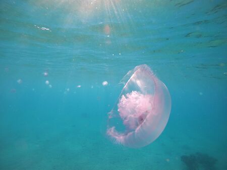 red sea jellyfish close up and other inhabitants.の写真素材