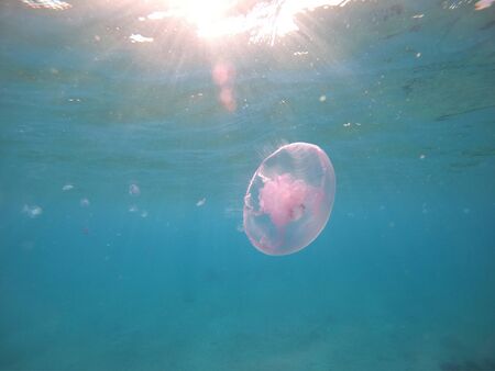 red sea jellyfish close up and other inhabitants.の写真素材