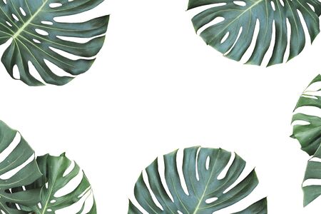 Tropical jungle monstera leaves isolated on white backgroundの写真素材