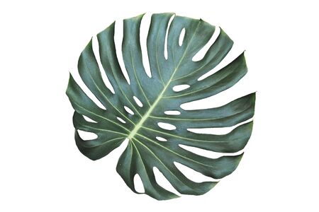 Jungle monstera leaf isolated on white backgroundの写真素材