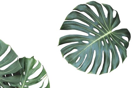 Two tropical jungle monstera leaves isolated on white backgroundの写真素材