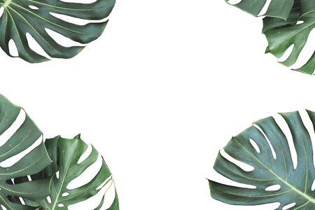 Tropical jungle monstera leaves isolated on white backgroundの写真素材
