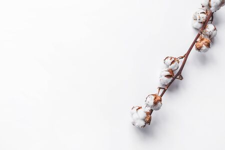 One branch of cotton deadwood on a white isolated background for design.の写真素材