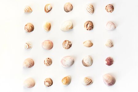 Different seashells pattern isolated on white background. Top view, flat layの写真素材