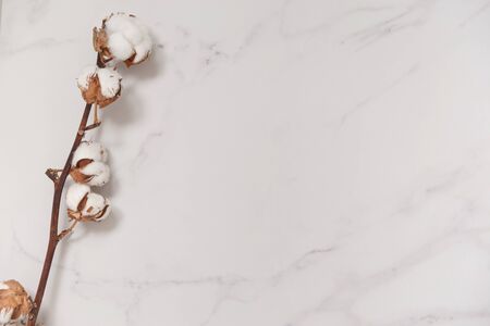 Cotton flower branch on white marble background from above. Minimal layoutの写真素材