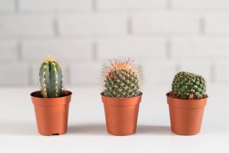 Three small cactuses in a pot, i white interior.の写真素材