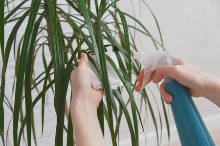 Woman sprays leaves of dracaena with water and wipes them. Concept of ultivating and take care of house plantの写真素材