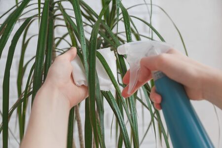 Woman sprays leaves of dracaena with water and wipes them. Concept of ultivating and take care of house plantの写真素材