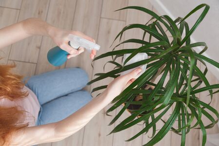 woman sprays leaves of dracaena with water and wipes them. Concept of ultivating and take care of house plant. Top viewの写真素材