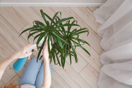 woman sprays leaves of dracaena with water and wipes them. Concept of ultivating and take care of house plant. Top viewの写真素材