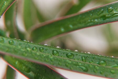 Spray water drops on the dracaena leaf, macro photoの写真素材