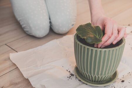 Woman plants sprouted violet leaf in pot at home.の写真素材