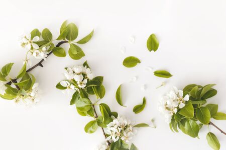 Blooming spring pear branches on a white background, floral frame, top view, flat layout. Spring concept.の写真素材