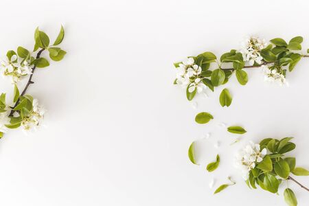 Blooming spring pear branches on a white background, floral frame, top view, flat layout. Spring concept.の写真素材